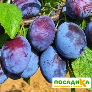 Слива Чачакская ранняя купить по цене от 229.00р. в интернет-магазине «Посадика» с доставкой почтой в в Орёле и по всей России – [изображение №1].