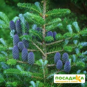 Пихта корейская (Abies koreana) купить по цене от 450.00р. в интернет-магазине «Посадика» с доставкой почтой в в Орёле и по всей России – [изображение №1].