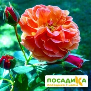 Роза Арабия купить по цене от 350.00р. в интернет-магазине «Посадика» с доставкой почтой в в Орёле и по всей России – [изображение №1].