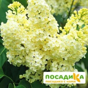 Сирень Примроуз (Primrose) купить по цене от 529.00р. в интернет-магазине «Посадика» с доставкой почтой в в Орёле и по всей России – [изображение №1].