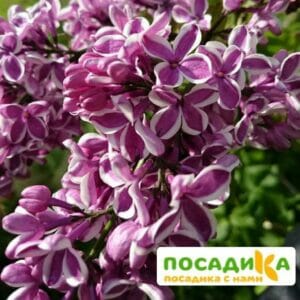 Сирень Сенсация купить по цене от 529.00р. в интернет-магазине «Посадика» с доставкой почтой в в Орёле и по всей России – [изображение №1].