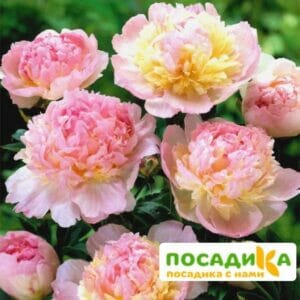 Пион Распберри Сандей (Paeonia Raspberry Sundae) купить по цене от 959р. в интернет-магазине «Посадика» с доставкой почтой в в Орёле и по всей России – [изображение №1].