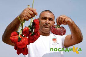 Клубника Гигант Джорнея купить по цене от 266р. в интернет-магазине «Посадика» с доставкой почтой в в Орёле и по всей России – [изображение №1].