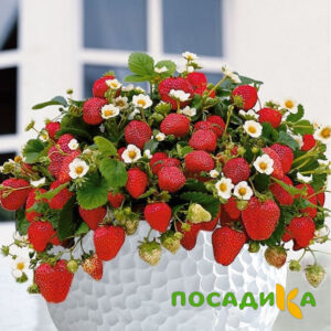 Клубника Рубиновый Шепот (горшечная) купить по цене от 240р. в интернет-магазине «Посадика» с доставкой почтой в в Орёле и по всей России – [изображение №1].
