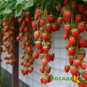 Клубника вьющаяся Комплимент купить по цене от 470р. в интернет-магазине «Посадика» с доставкой почтой в в Орёле и по всей России – [изображение №1].