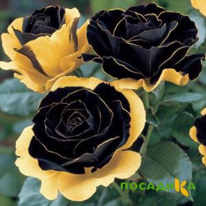 Роза Ханни Сикл купить по цене от 700р. в интернет-магазине «Посадика» с доставкой почтой в в Орёле и по всей России – [изображение №1].