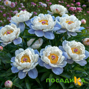 Пион акварельный Этюд купить по цене от 806р. в интернет-магазине «Посадика» с доставкой почтой в в Орёле и по всей России – [изображение №1].