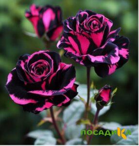 Роза Багровый Шепот купить по цене от 366р. в интернет-магазине «Посадика» с доставкой почтой в в Орёле и по всей России – [изображение №1].