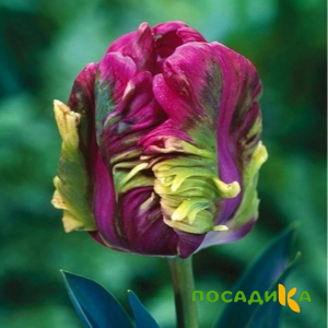 Тюльпан Экзотик Хэвен купить по цене от 186р. в интернет-магазине «Посадика» с доставкой почтой в в Орёле и по всей России – [изображение №1].
