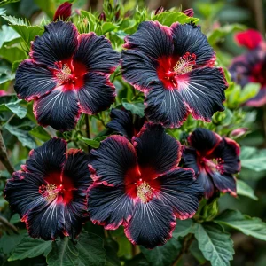 Гибискус садовый Файер Дэнсер купить по цене от 450р. в интернет-магазине «Посадика» с доставкой почтой в в Орёле и по всей России – [изображение №1].